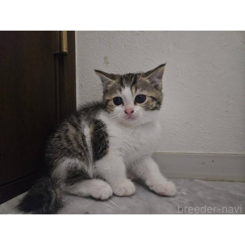 販売中の兵庫県のマンチカン-137778の6枚目