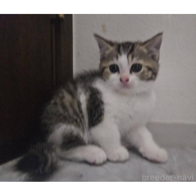 販売中の兵庫県のマンチカン-137778の5枚目