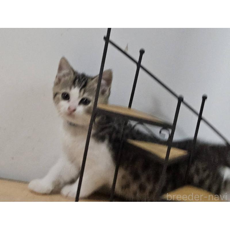 販売中の兵庫県のマンチカン-137778の4枚目