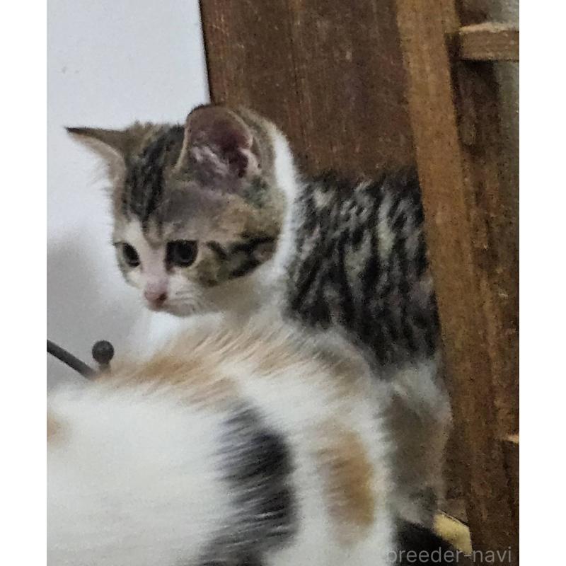 販売中の兵庫県のマンチカン-137778の3枚目