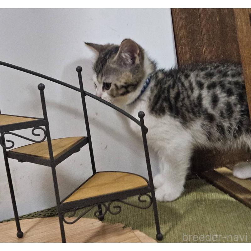 販売中の兵庫県のマンチカン-137778の2枚目