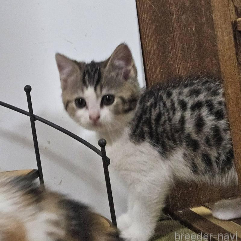 販売中の兵庫県のマンチカン-137778