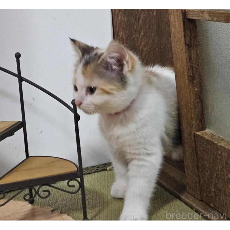 販売中の兵庫県のマンチカン-137779の8枚目