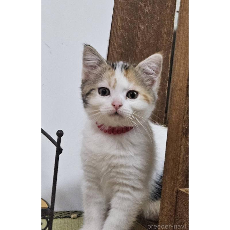 販売中の兵庫県のマンチカン-137779の7枚目