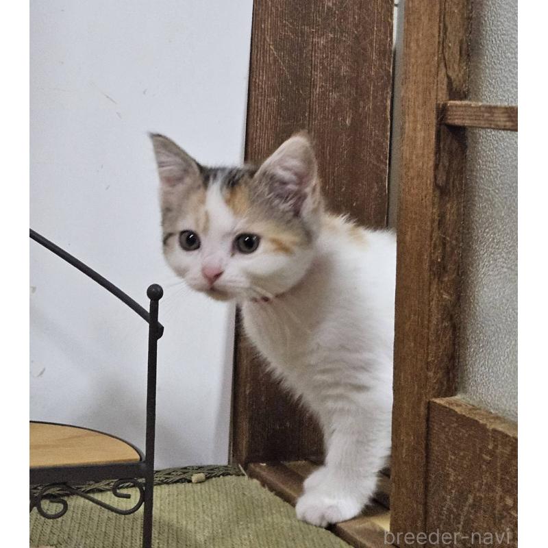 販売中の兵庫県のマンチカン-137779の4枚目