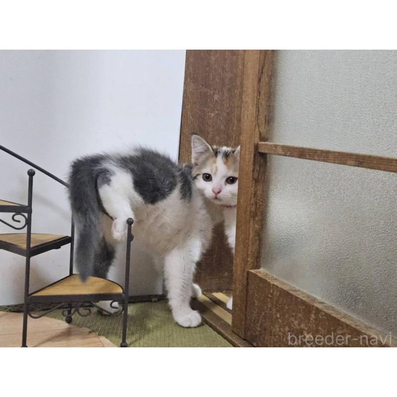 販売中の兵庫県のマンチカン-137779の3枚目