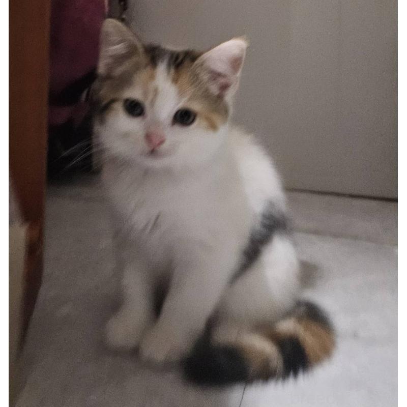 販売中の兵庫県のマンチカン-137779の2枚目