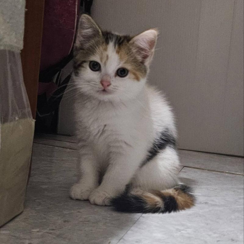 販売中の兵庫県のマンチカン-137779の1枚目