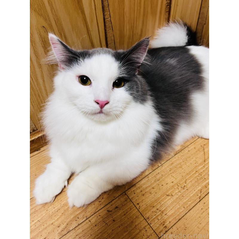 販売中の大阪府のミヌエット(短足)-137780の6枚目