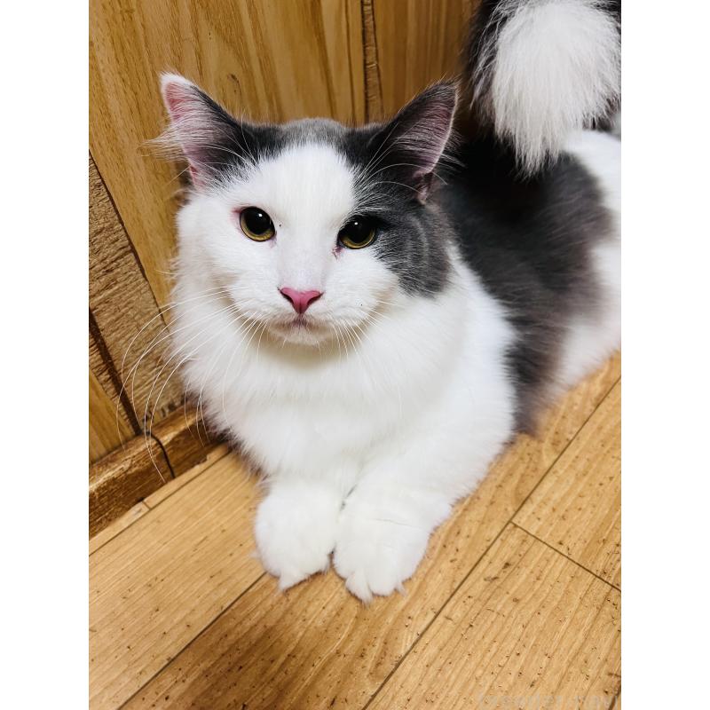 販売中の大阪府のミヌエット(短足)-137780の5枚目