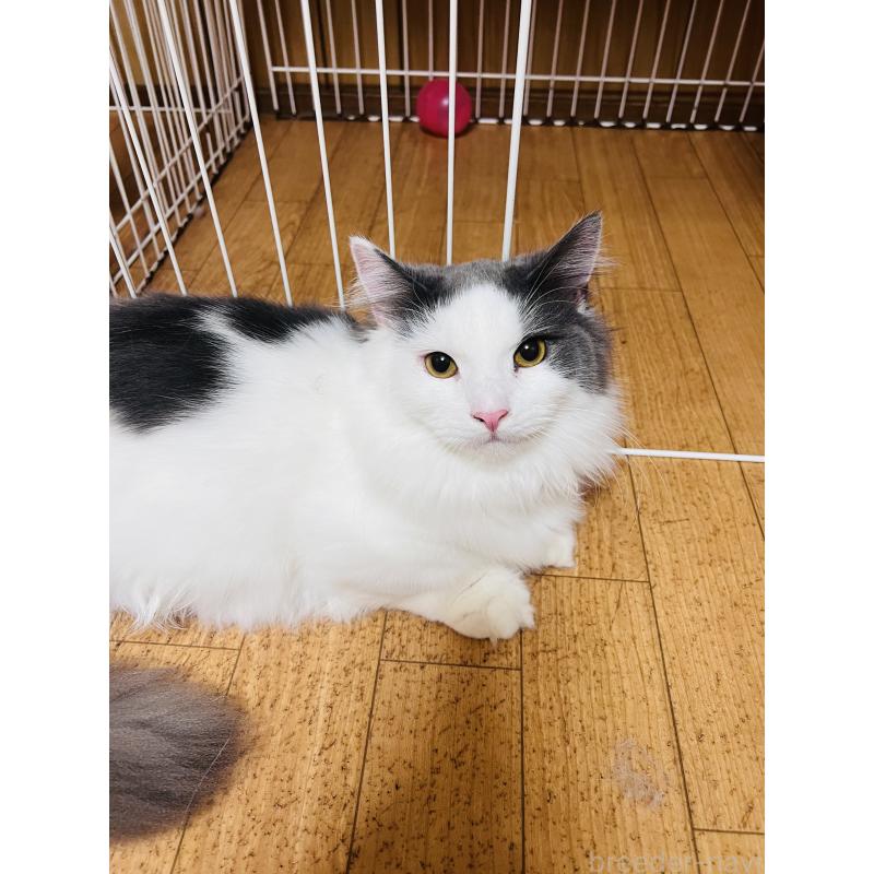 販売中の大阪府のミヌエット(短足)-137780の4枚目