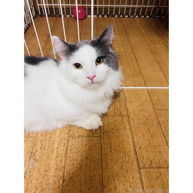 販売中の大阪府のミヌエット(短足)-137780の3枚目