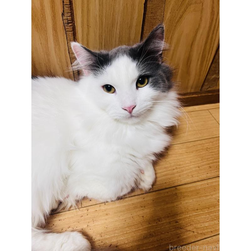 販売中の大阪府のミヌエット(短足)-137780の2枚目