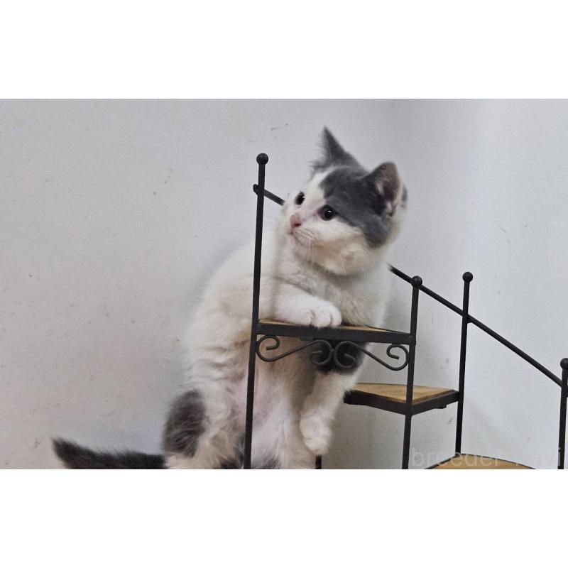 販売中の兵庫県のマンチカン-137781の10枚目