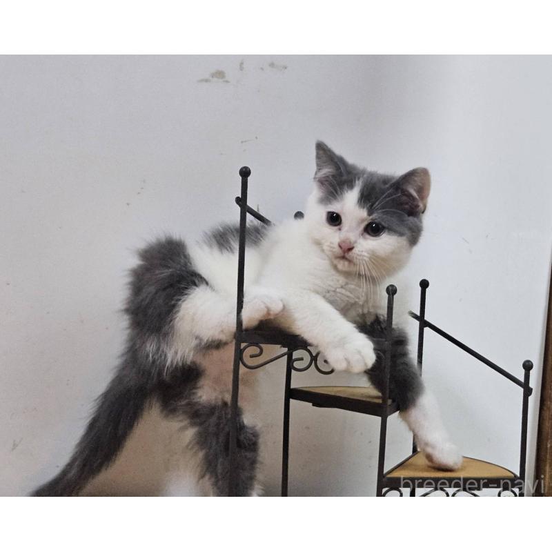 販売中の兵庫県のマンチカン-137781の8枚目