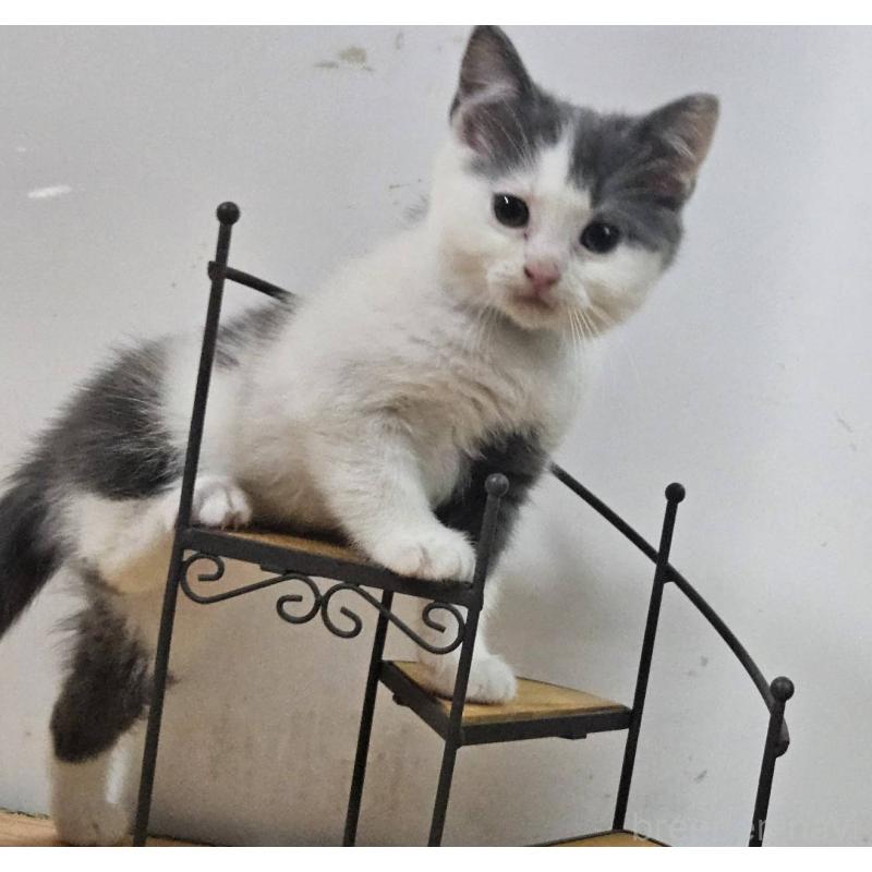 販売中の兵庫県のマンチカン-137781の6枚目