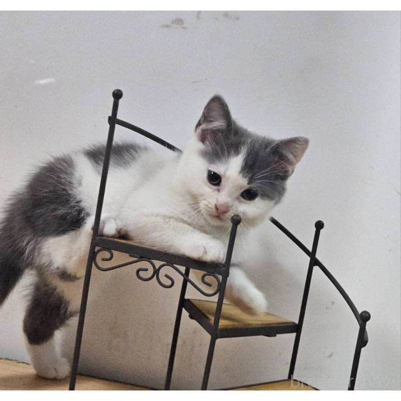 販売中の兵庫県のマンチカン-137781の4枚目