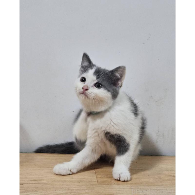 販売中の兵庫県のマンチカン-137781の2枚目