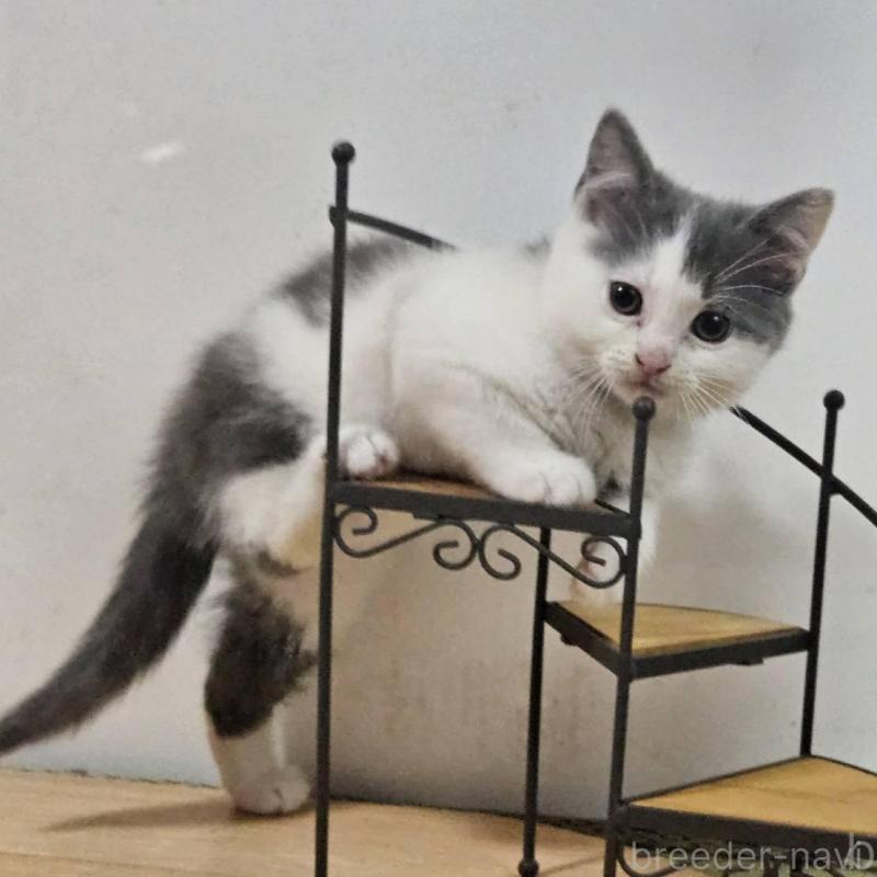 販売中の兵庫県のマンチカン-137781