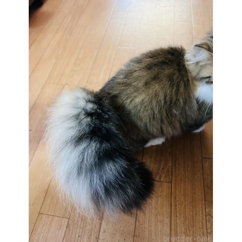 販売中の大阪府のミヌエット(短足)-137782の8枚目