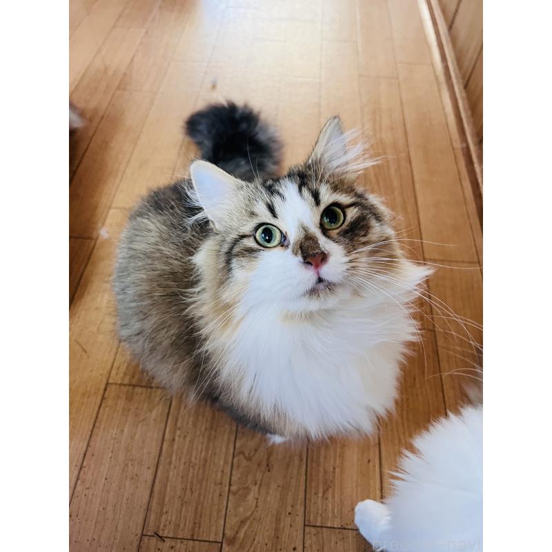 販売中の大阪府のミヌエット(短足)-137782の6枚目