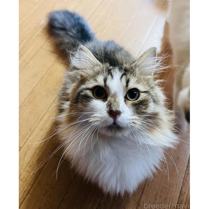 販売中の大阪府のミヌエット(短足)-137782の5枚目