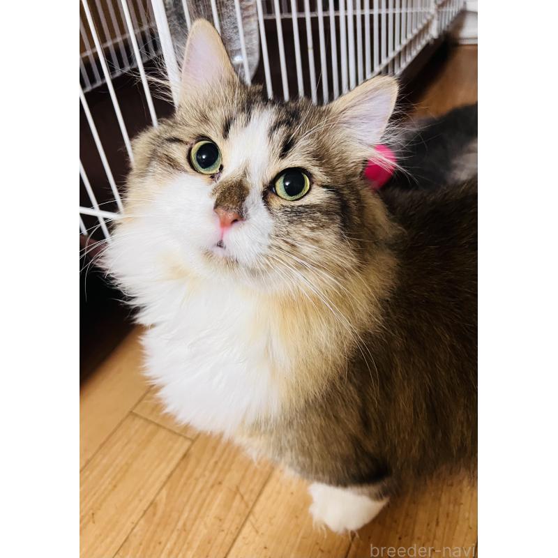 販売中の大阪府のミヌエット(短足)-137782の3枚目