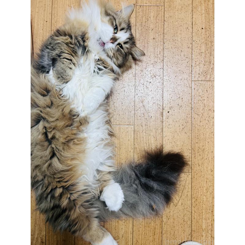 販売中の大阪府のミヌエット(短足)-137782の2枚目