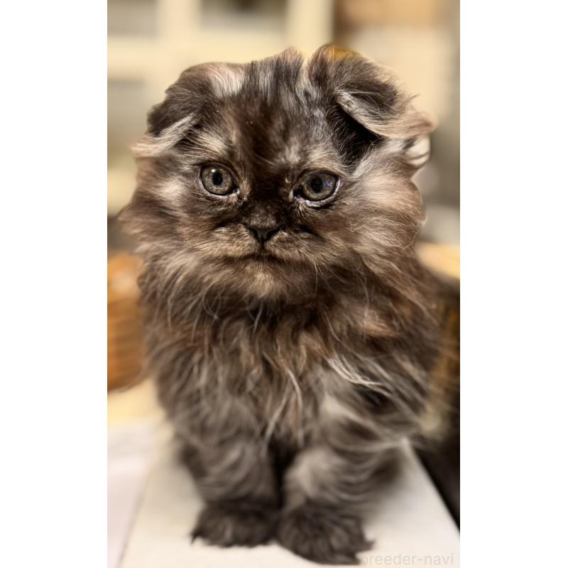 販売中の東京都のスコティッシュフォールド(折れ耳)-137784の3枚目