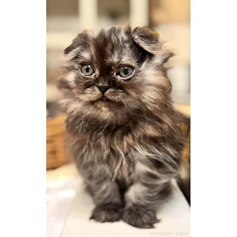 販売中の東京都のスコティッシュフォールド(折れ耳)-137784の4枚目