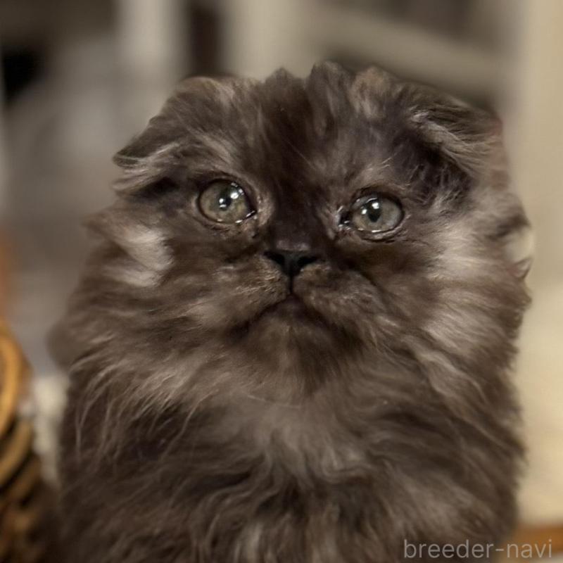 販売中の東京都のスコティッシュフォールド(折れ耳)-137784の1枚目