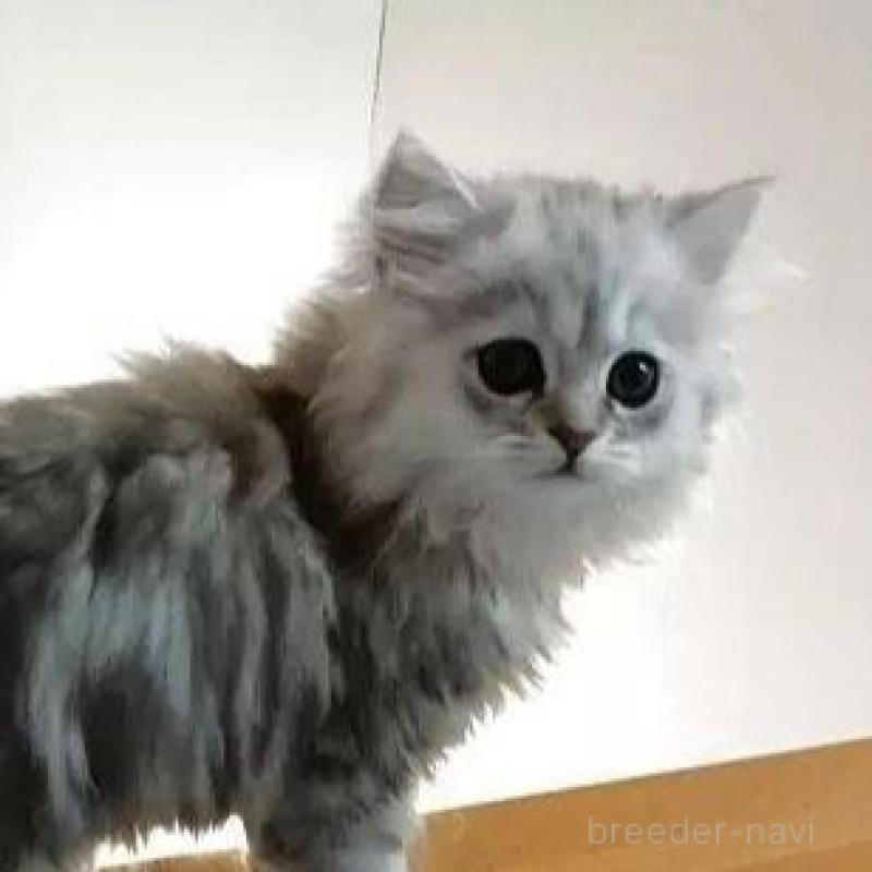 販売中の東京都のペルシャ(チンチラ)-137785の1枚目