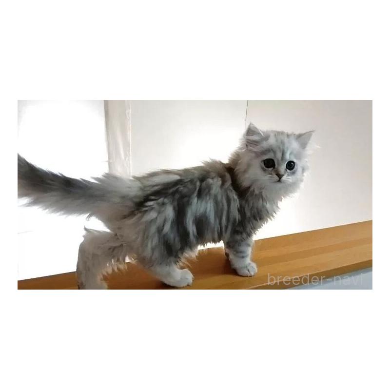 販売中の東京都のペルシャ(チンチラ)-137785の2枚目