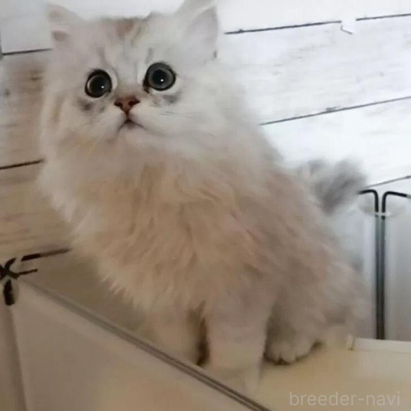 販売中の東京都のペルシャ(チンチラ)-137786