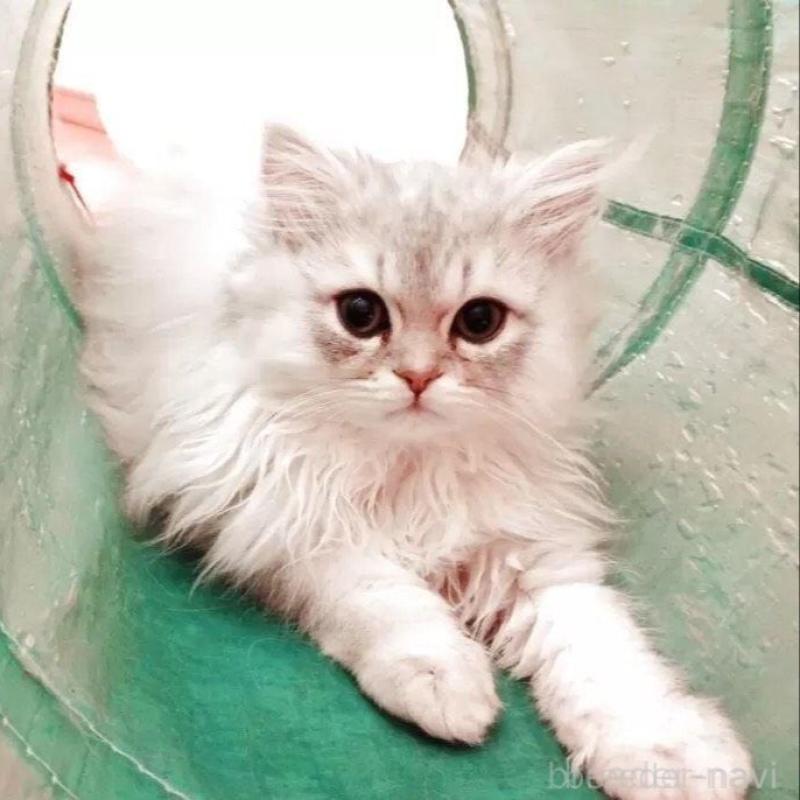 販売中の東京都のペルシャ(チンチラ)-137787