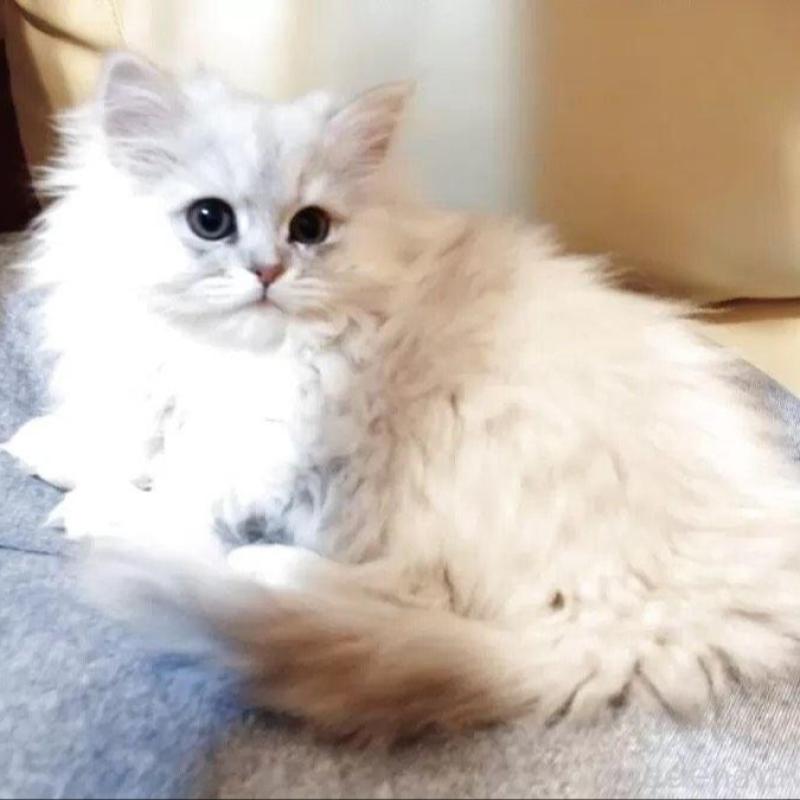 販売中の東京都のペルシャ(チンチラ)-137788