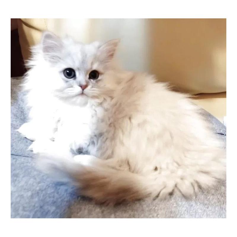 販売中の東京都のペルシャ(チンチラ)-137788の2枚目