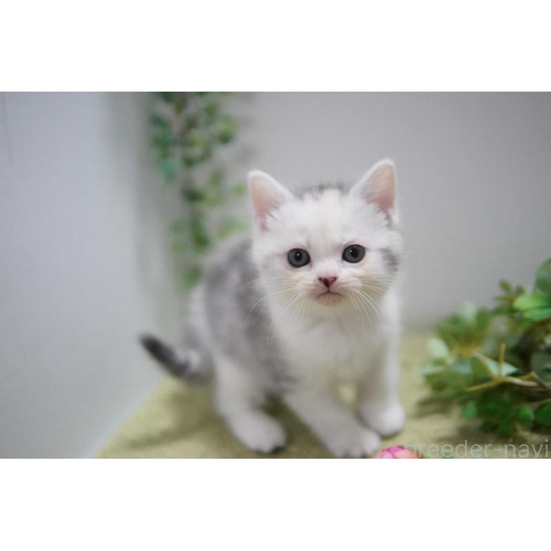 販売中の神奈川県のミヌエット-133812の4枚目