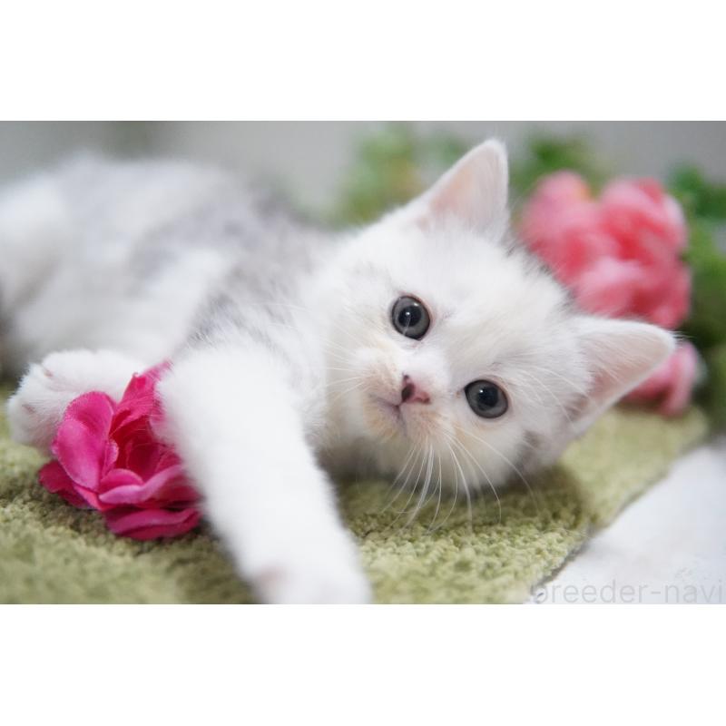 販売中の神奈川県のミヌエット-133812の3枚目