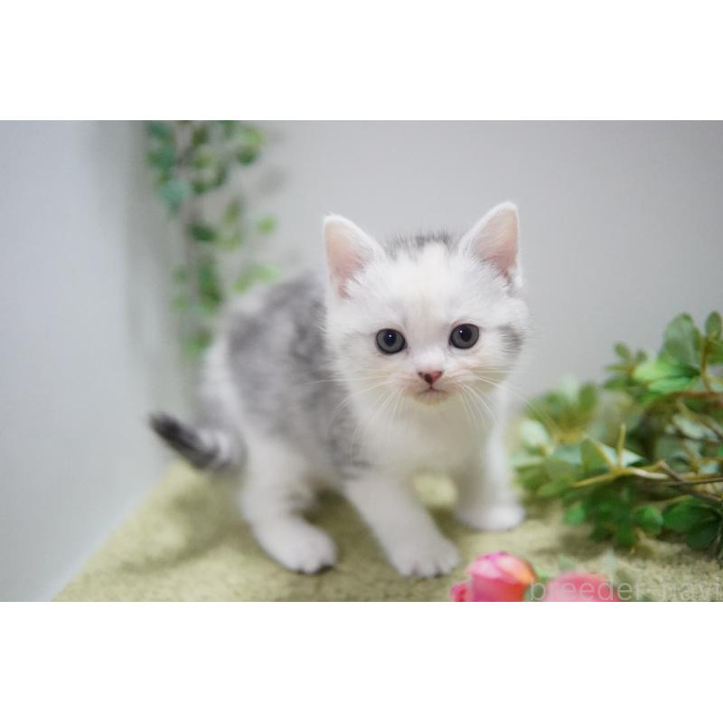 販売中の神奈川県のミヌエット-133812の2枚目