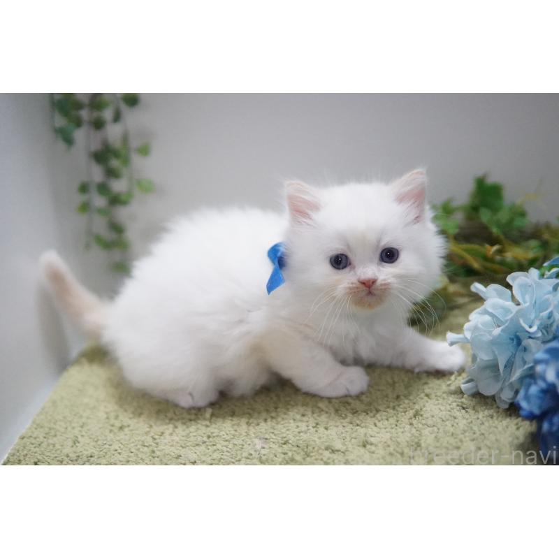 販売中の神奈川県のミヌエット-133813の4枚目