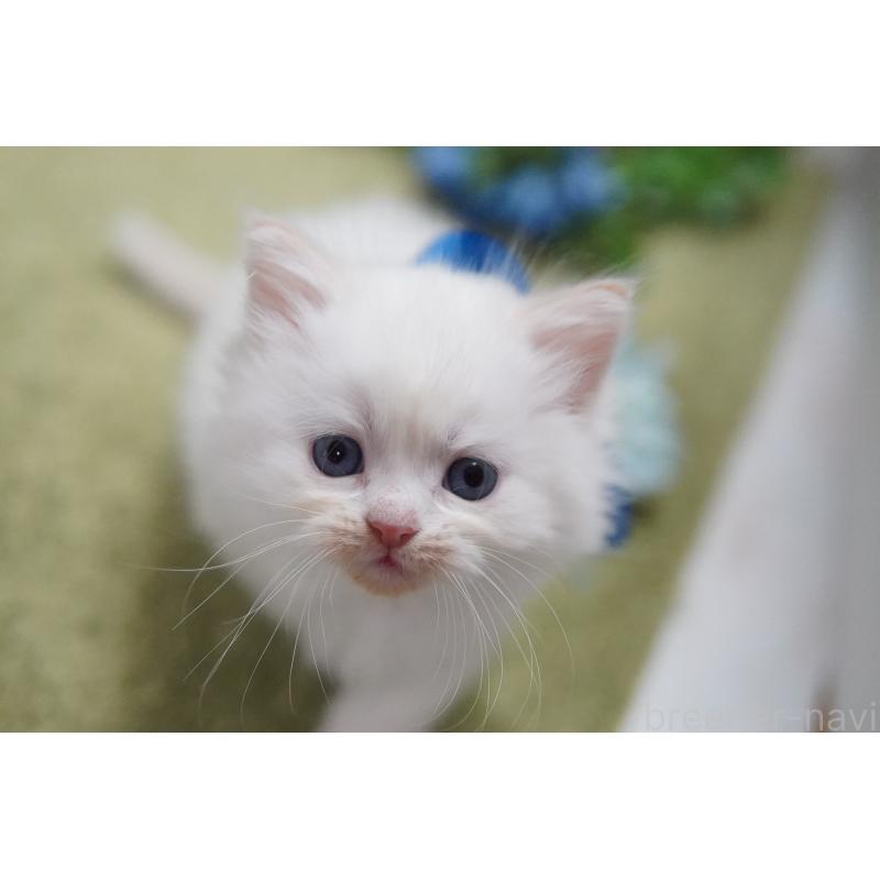 販売中の神奈川県のミヌエット-133813の3枚目