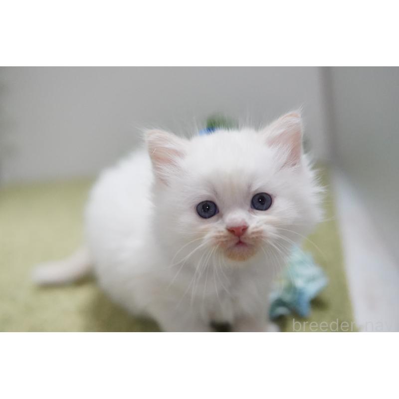 販売中の神奈川県のミヌエット-133813の2枚目