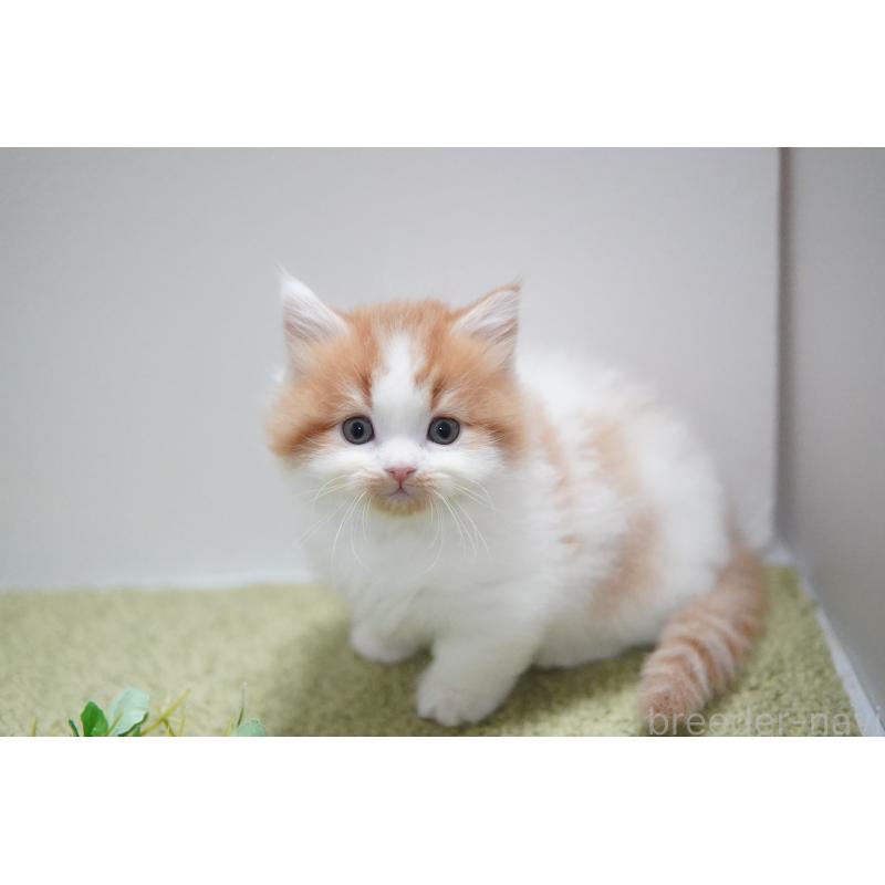 成約済の神奈川県のミヌエット(短足)-133815の4枚目