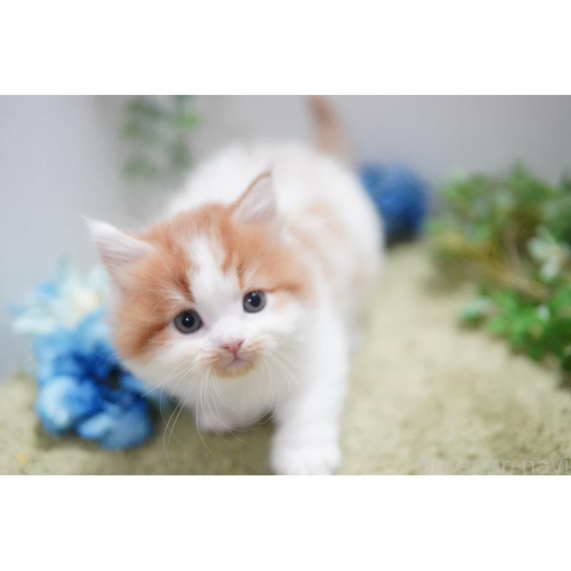 成約済の神奈川県のミヌエット(短足)-133815の3枚目