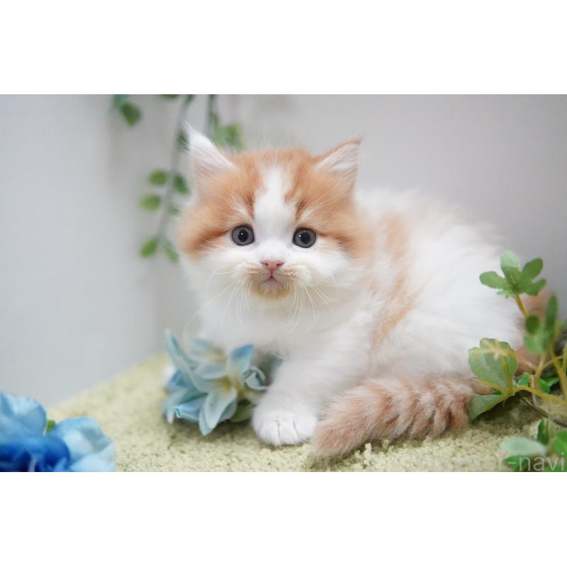 成約済の神奈川県のミヌエット(短足)-133815の2枚目