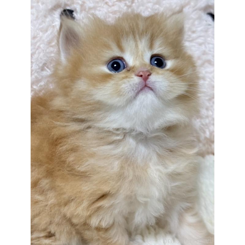 販売中の奈良県のミヌエット-137789の5枚目