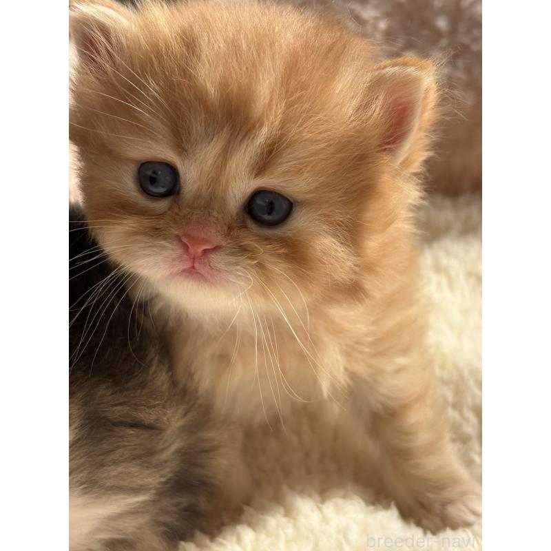 販売中の奈良県のミヌエット-137789の4枚目