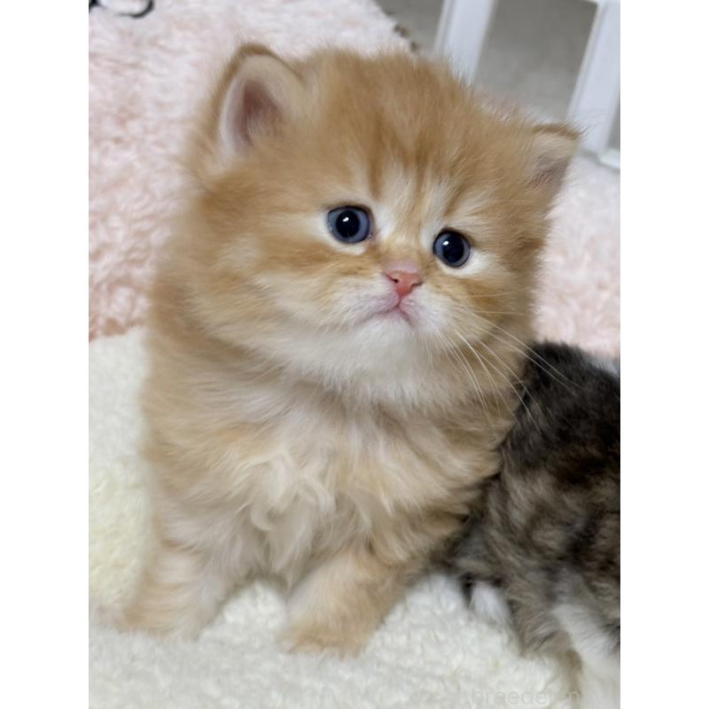 販売中の奈良県のミヌエット-137789の3枚目