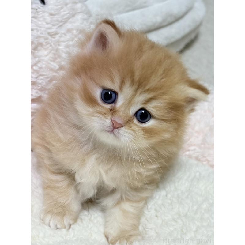 販売中の奈良県のミヌエット-137789の2枚目